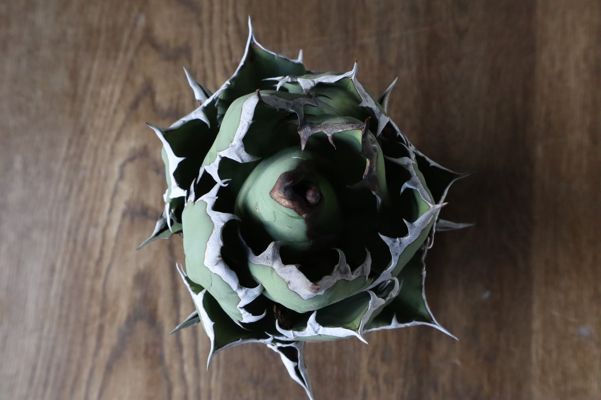 超希少台湾最高峰ナーセリーベルリン産アガベチタノタ⭐️朱雀