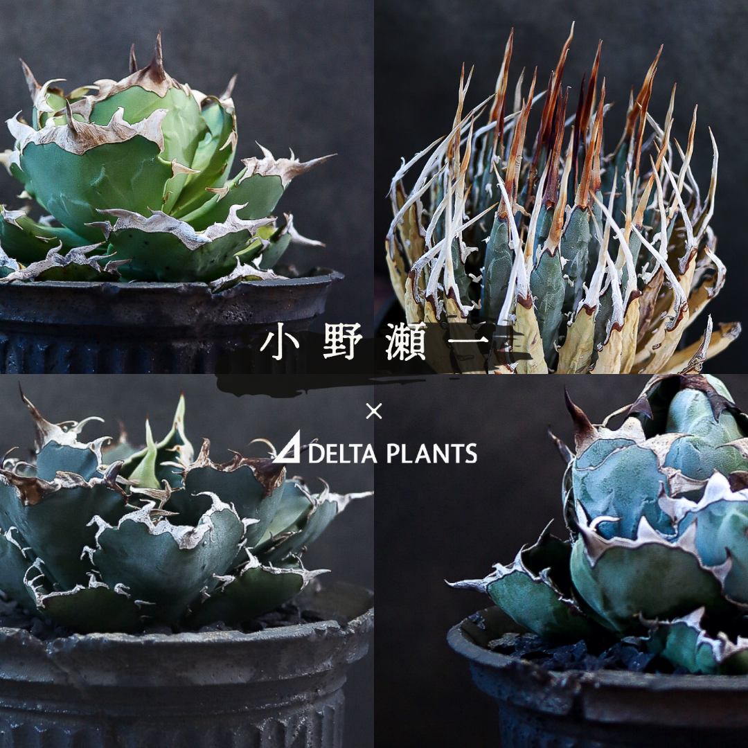 小野瀬一　陶器鉢　アガベ 小野瀬一 × DELTA PLANTS