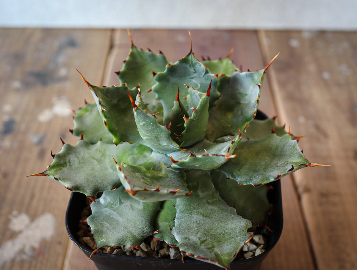 2021最新のスタイル Agave isthmensis×potatorum ハイブリッド