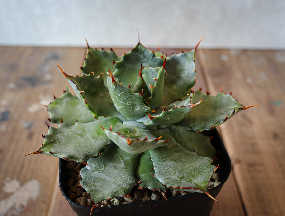 売り切り御免！】 Agave isthmensis hyb イシスメンシス 連棘 CJ産 蟹