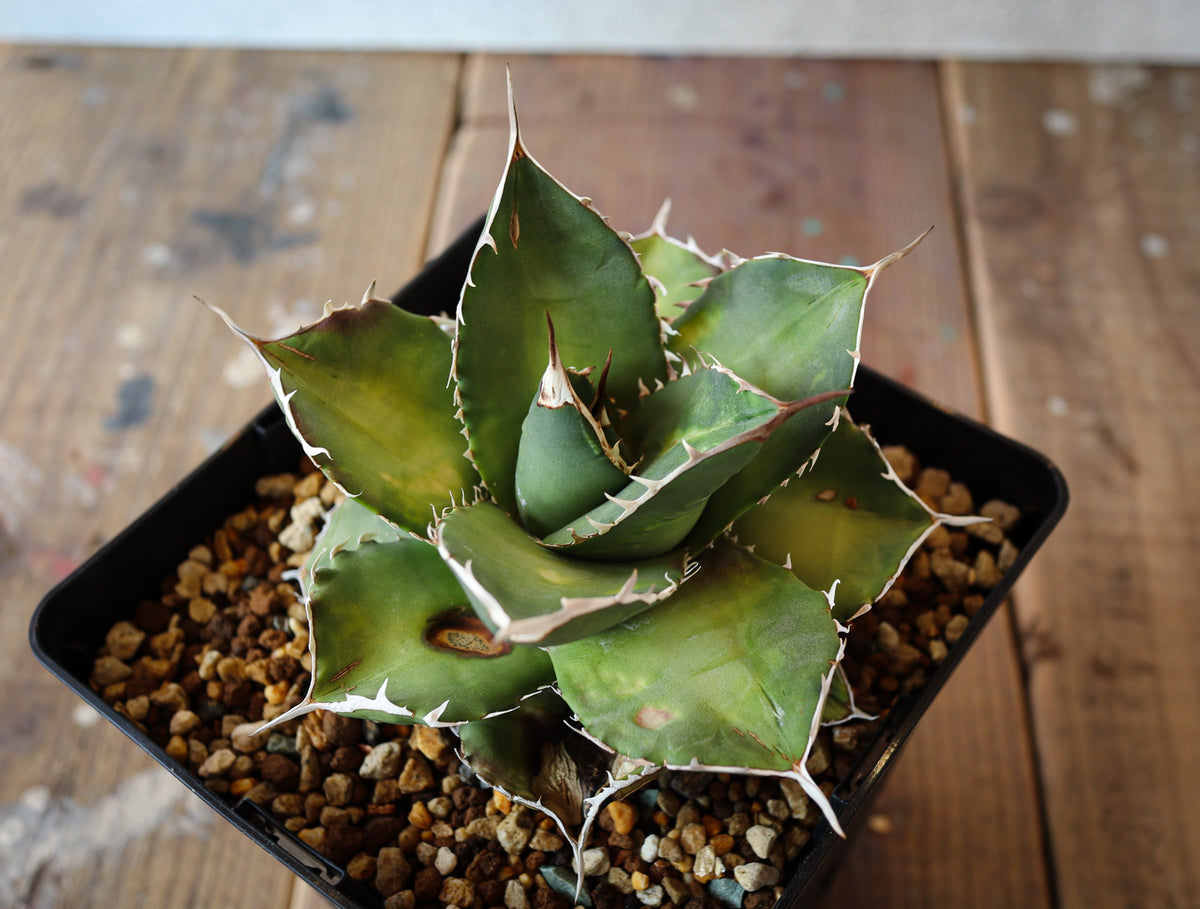 agave titanota from eu 018 – DELTA PLANTS