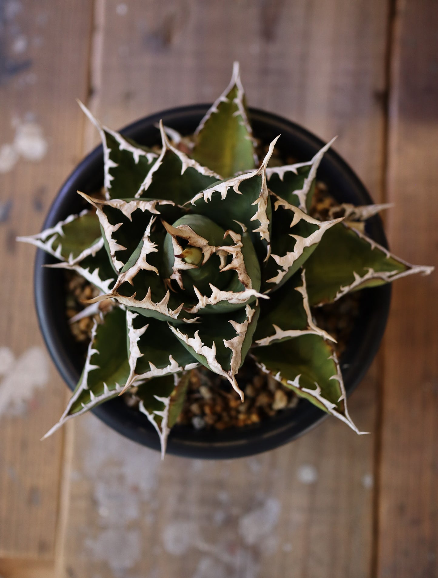 agave  titanota FO-76 特選株(子株販売)