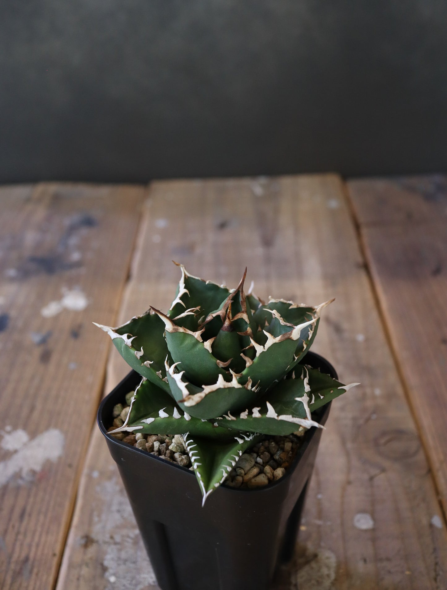 agave  titanota FO-76 特選株(子株販売)