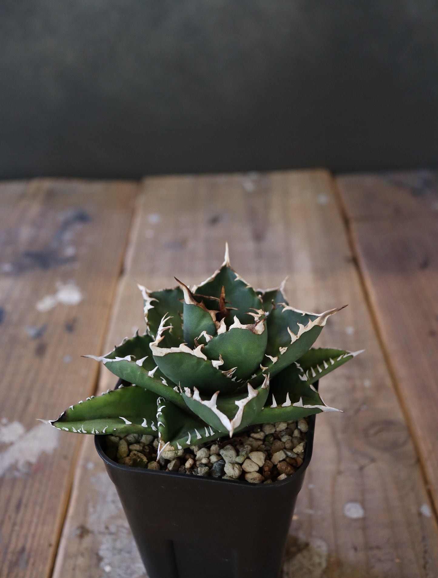 agave  titanota FO-76 特選株(子株販売)