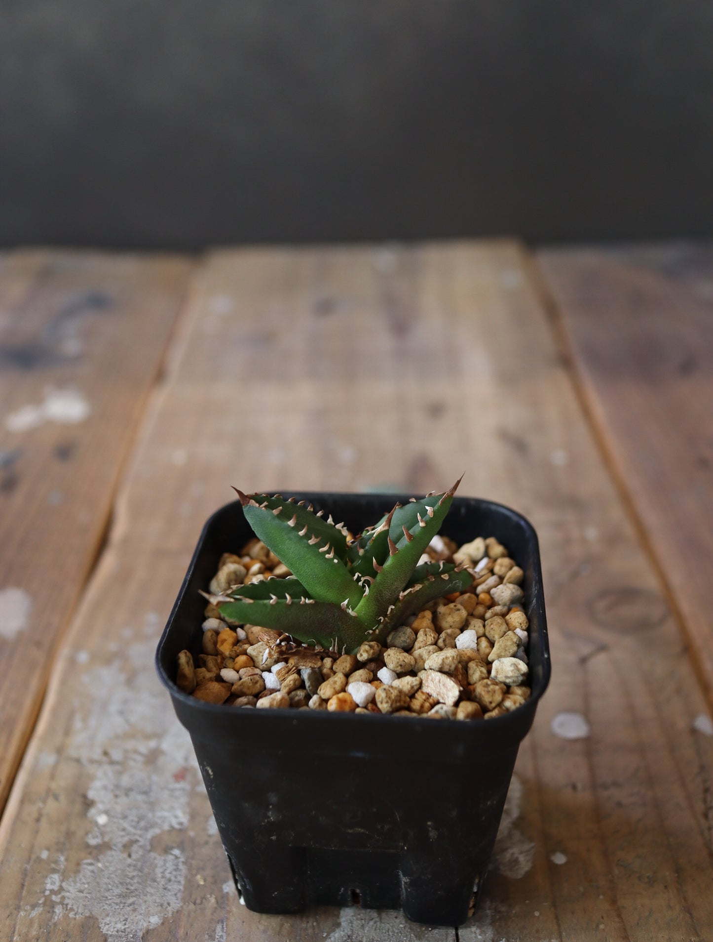 agave  titanota FO-76 特選株(子株販売)