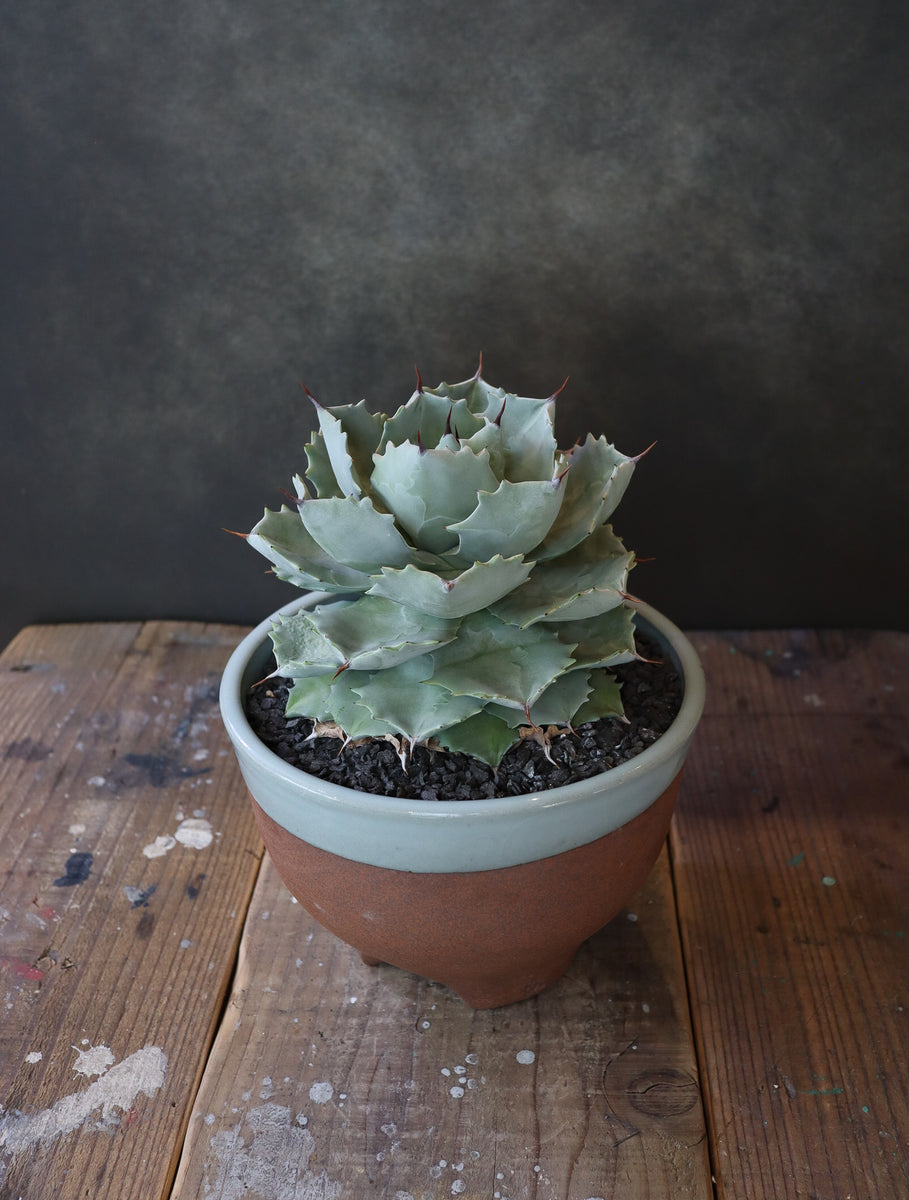 agave isthmensis 'Silver'白銀甲蟹 + 伝市鉢 'Gray Rim' 5号 – DELTA PLANTS