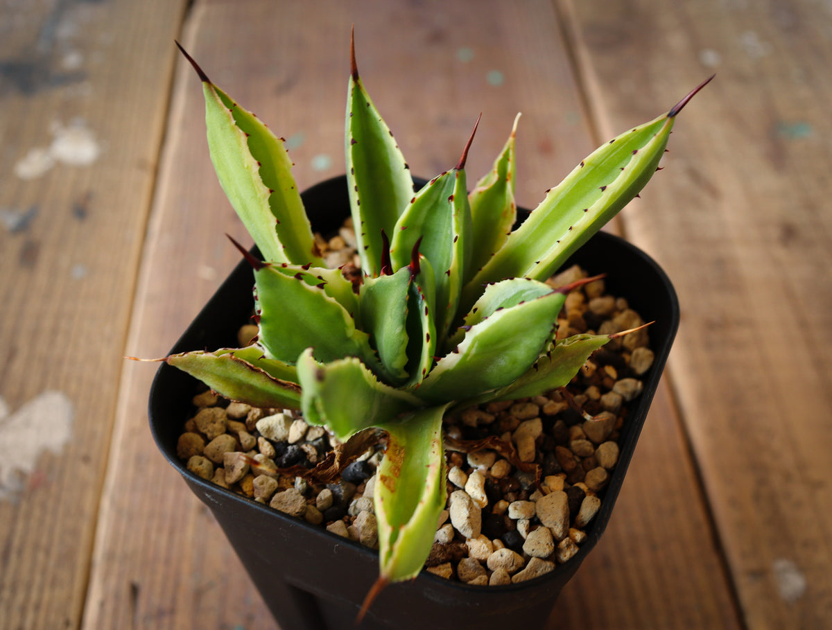 Agave potatorum 'Cubic' 白覆輪 001