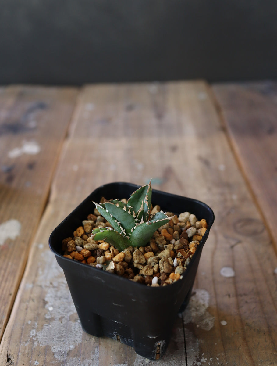 agave titanota Sierra mixteca striata 002 (子株販売） – DELTA PLANTS