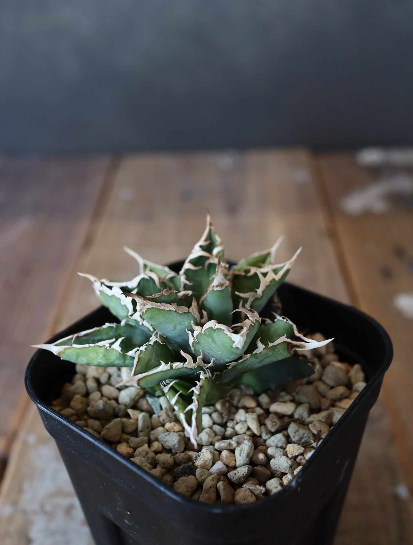 agave titanota Sierra mixteca striata 002 (子株販売)
