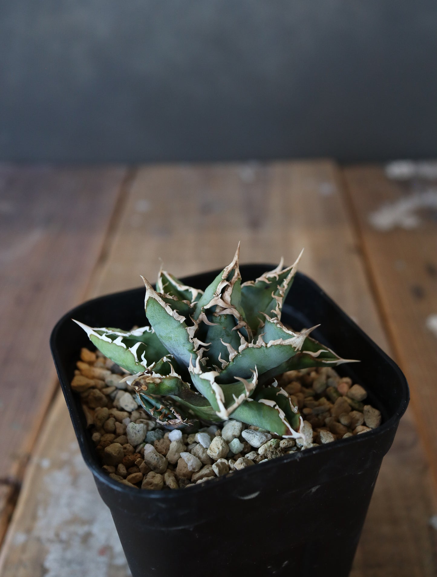 agave titanota Sierra mixteca striata 002 (子株販売)