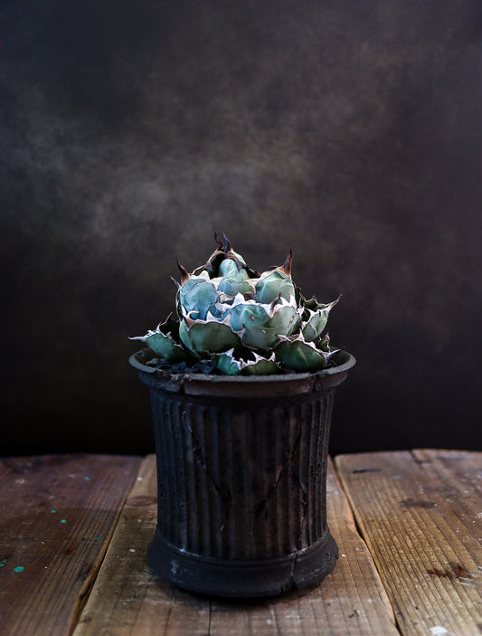 小野瀬一 × Agave titanota 'Black and Blue'