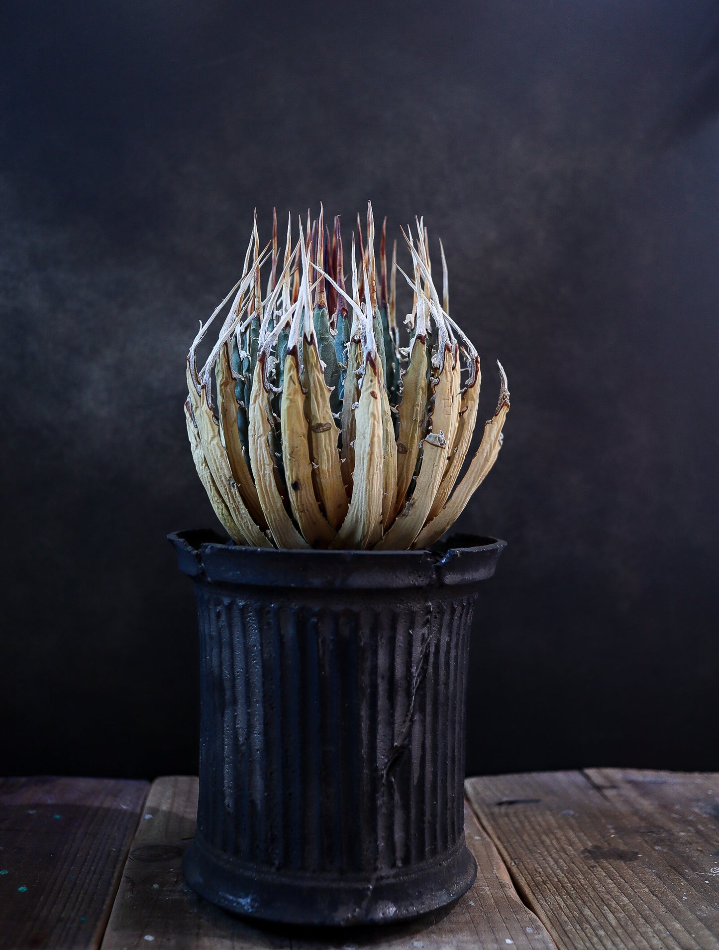 小野瀬一 × Agave utahensis eborispina