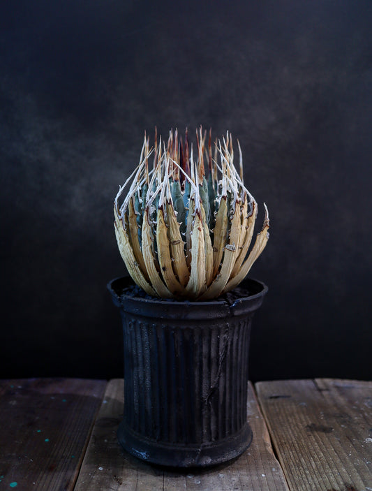 小野瀬一 × Agave utahensis eborispina
