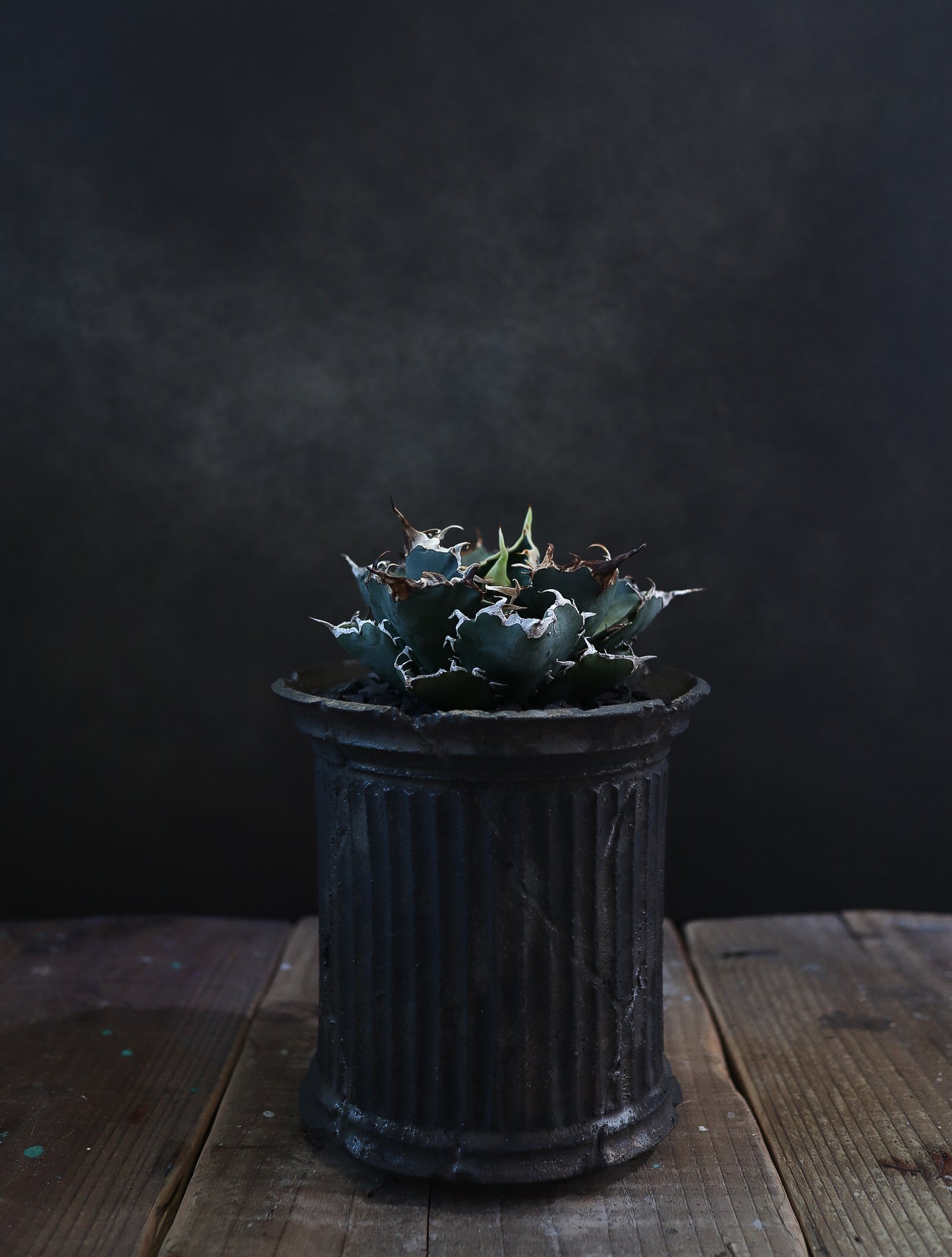 小野瀬一 × Agave titanota '白鯨'