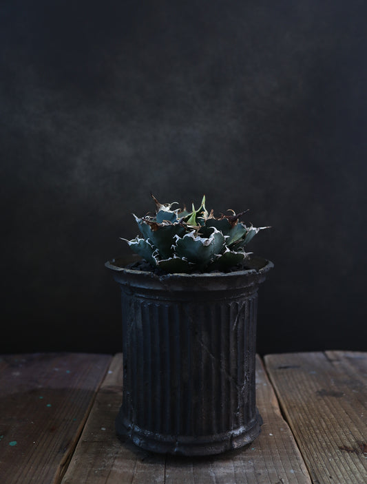 小野瀬一 × Agave titanota '白鯨'