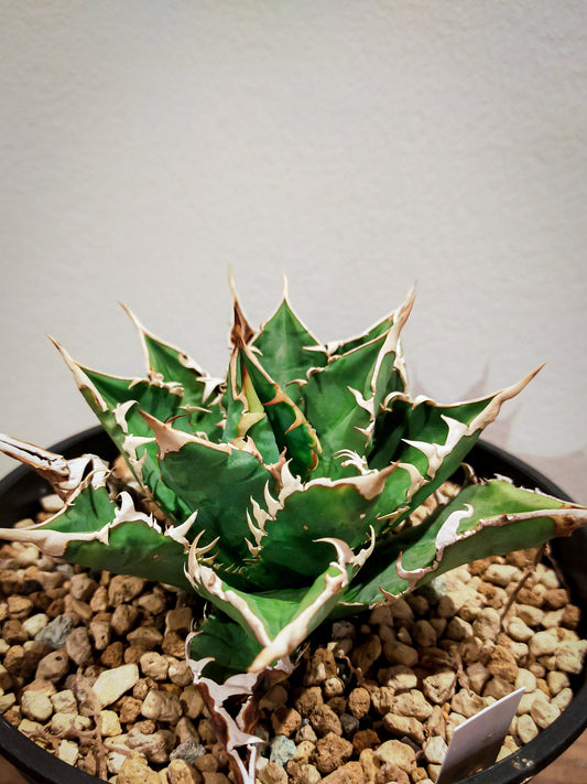 agave titanota Sierra mixteca striata 002 (子株販売)