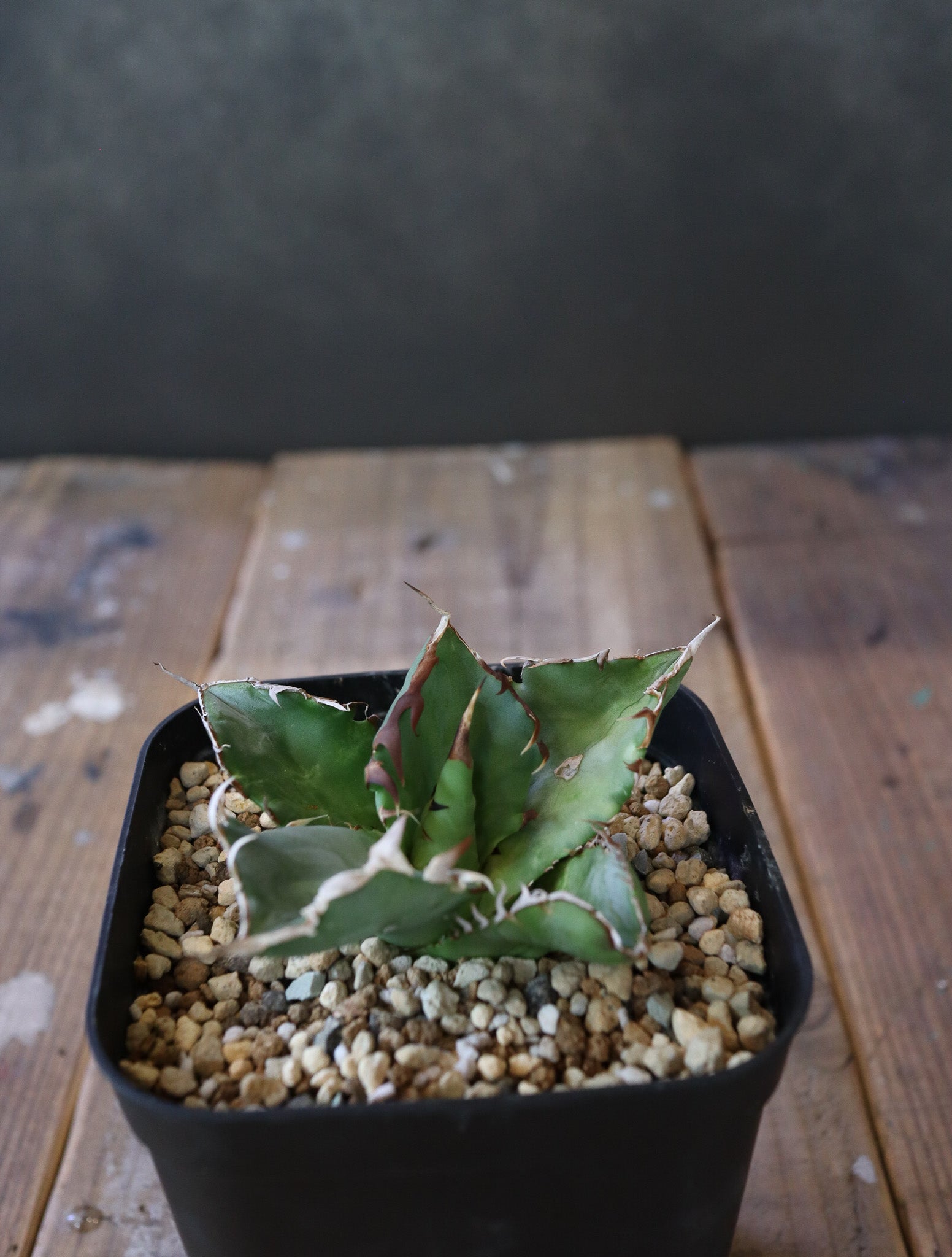 Agave titanota 'Crab' 螃蟹 008