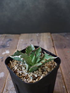 Agave titanota 'Crab' 螃蟹 008