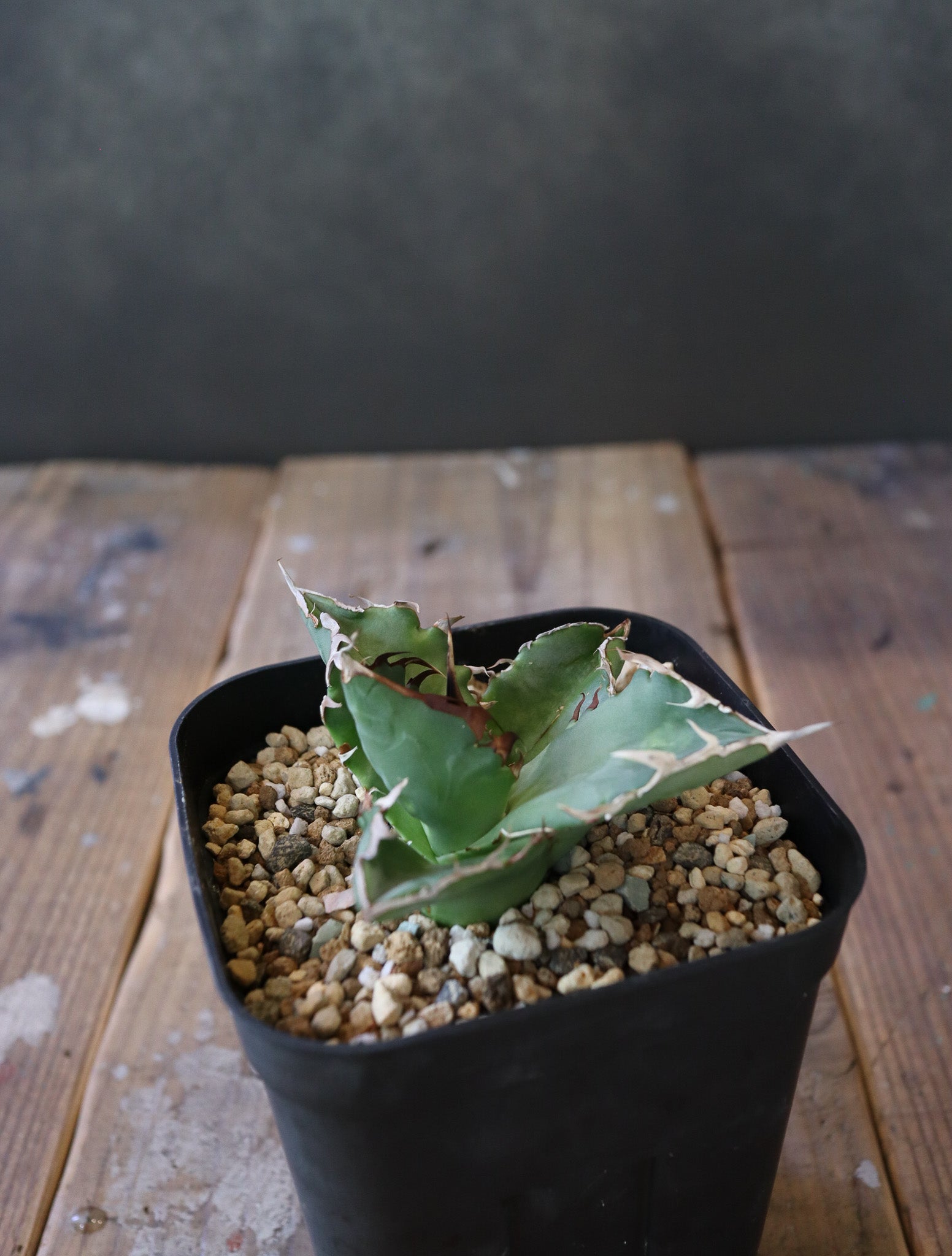 Agave titanota 'Crab' 螃蟹 008