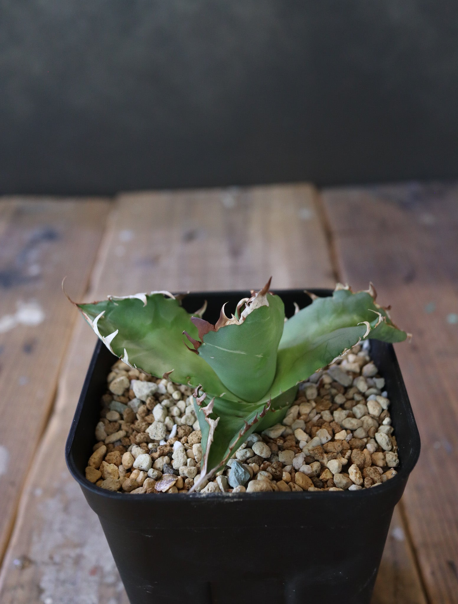 Agave titanota 'Crab' 螃蟹 009