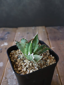 Agave titanota 'Crab' 螃蟹 009