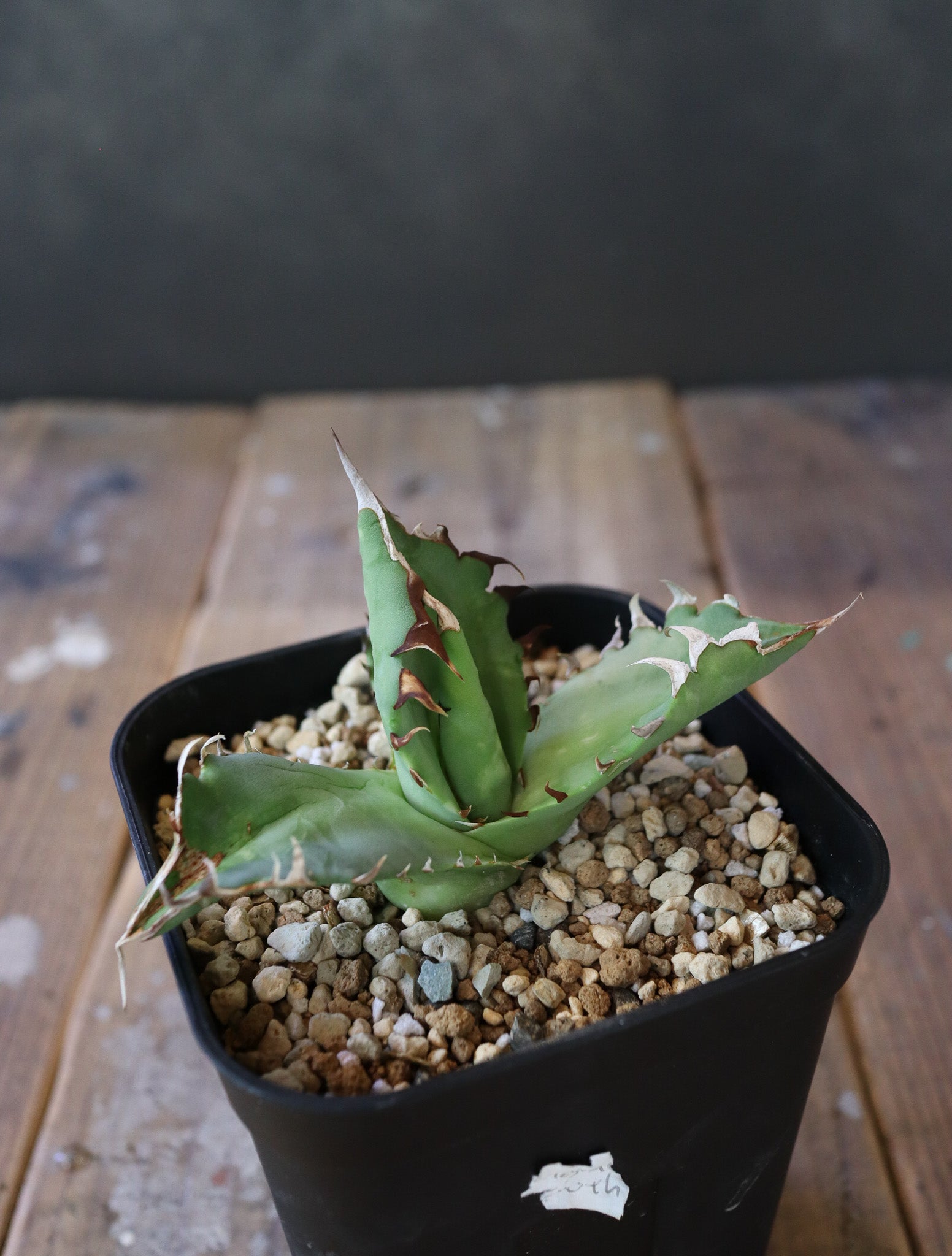 Agave titanota 'Crab' 螃蟹 009