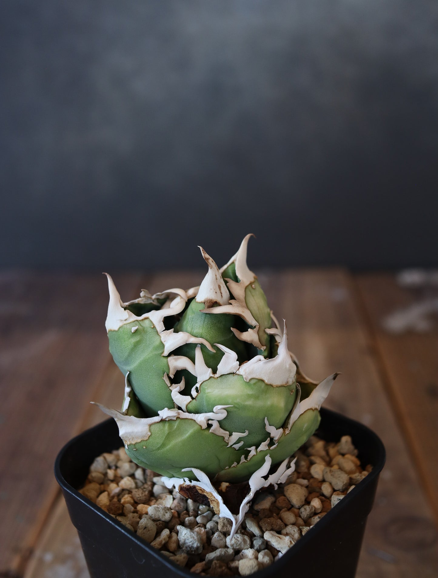Agave titanota COK CG01  #001（子株販売）