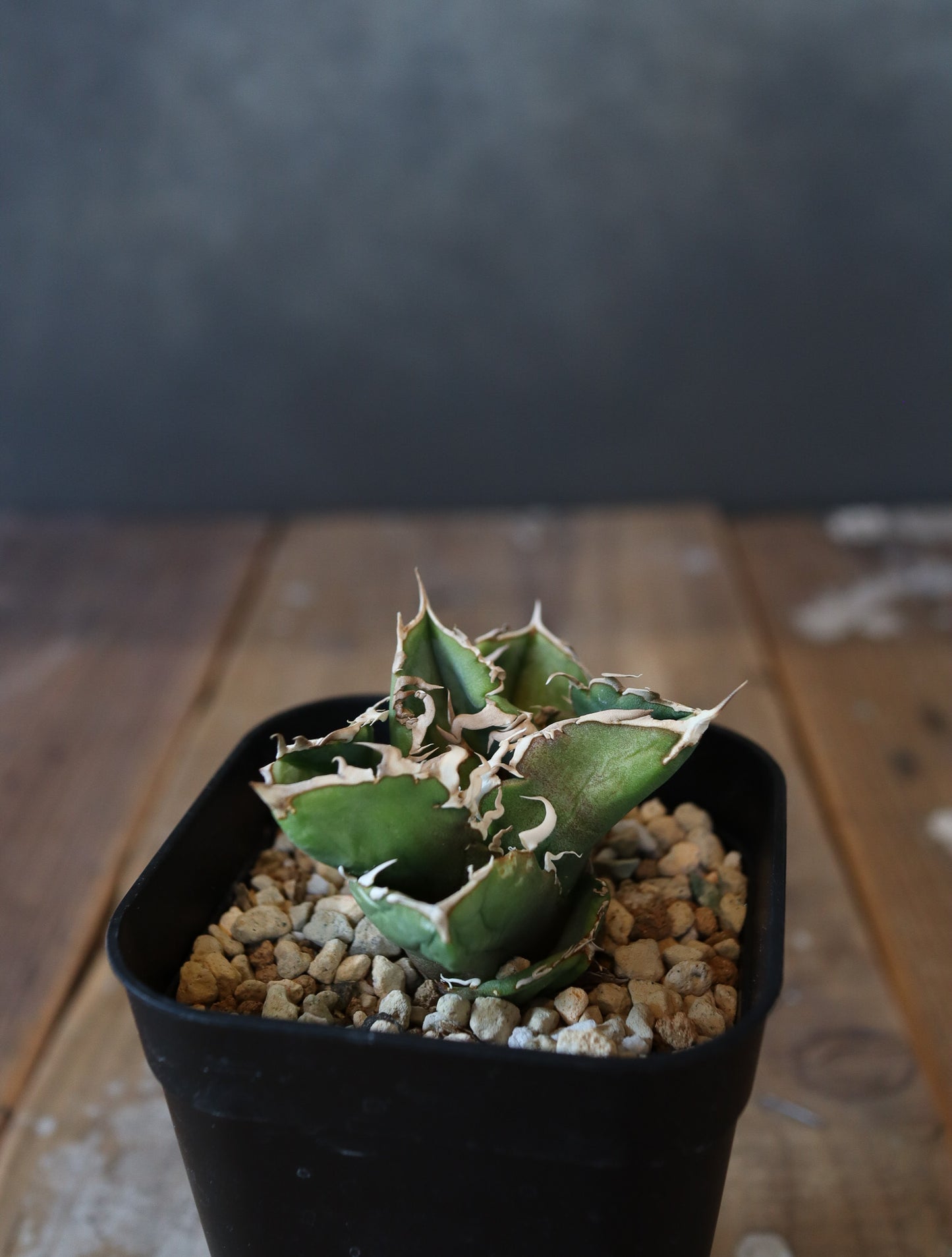 Agave titanota COK CG01  #001（子株販売）