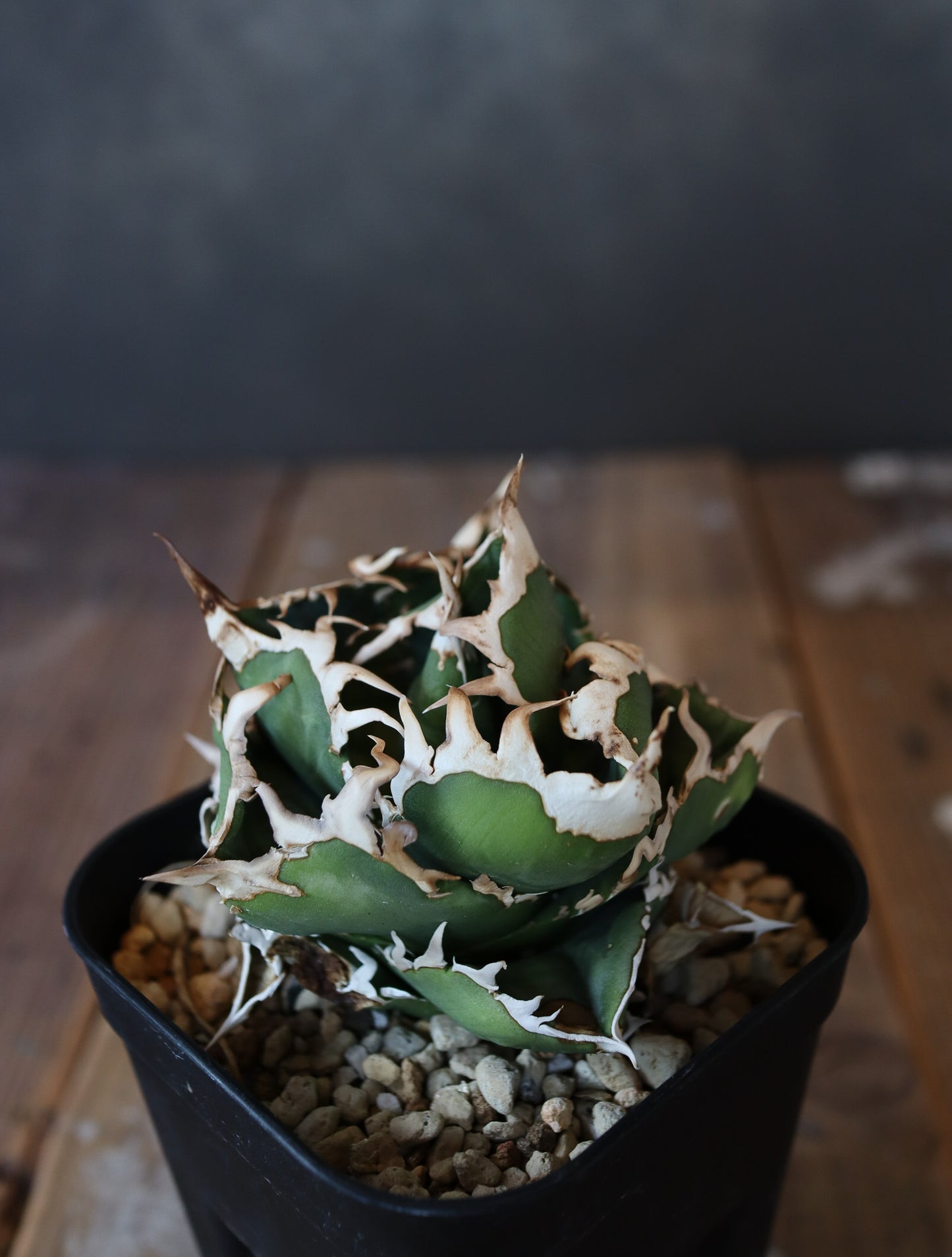 Agave titanota COK CG01  #001（子株販売）