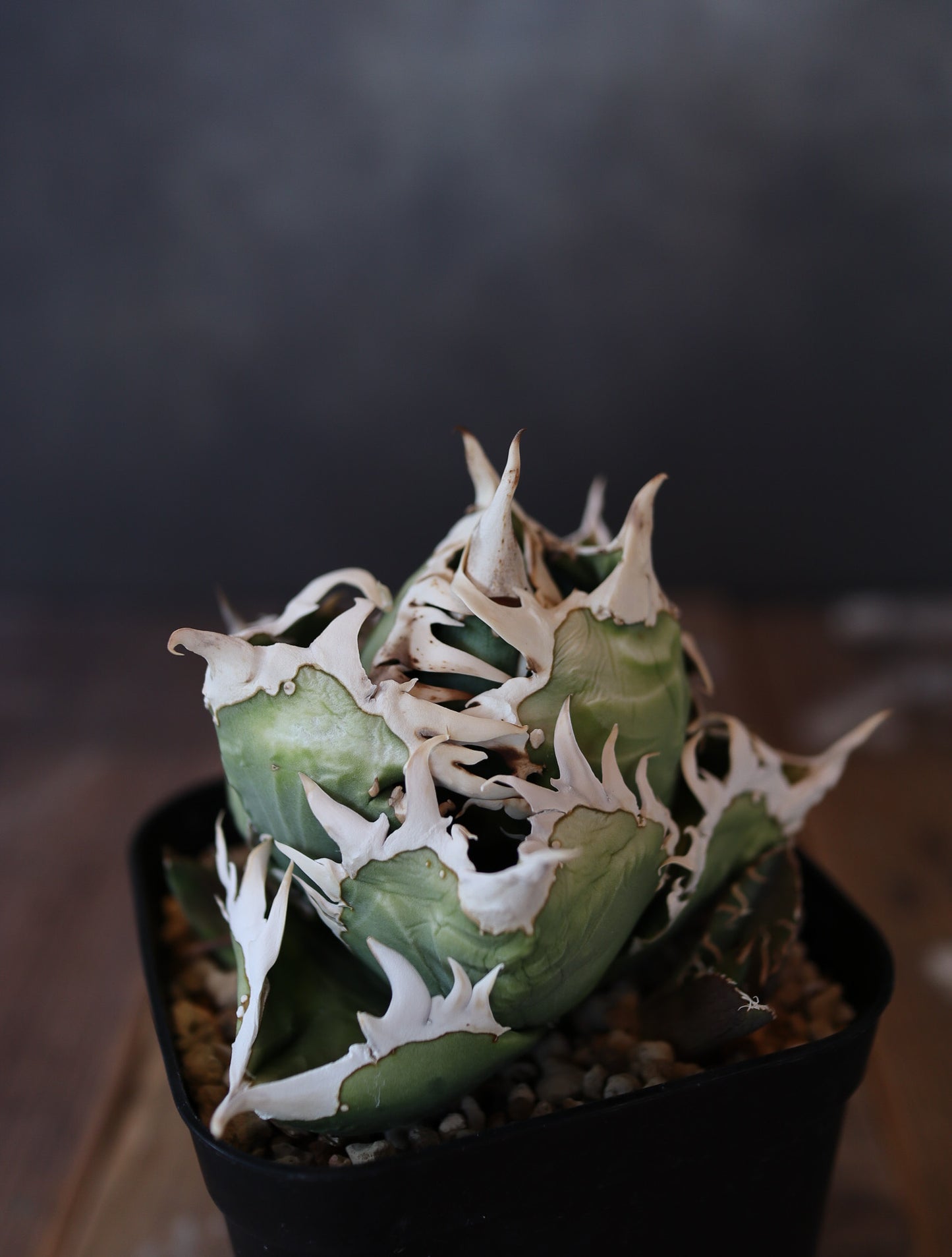 Agave titanota COK CG01  #001（子株販売）