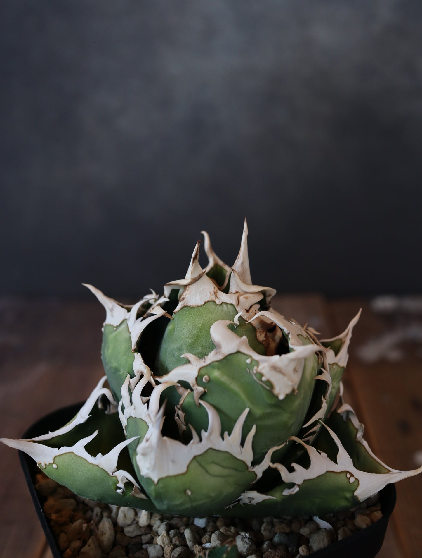 Agave titanota COK CG01  #001（子株販売）