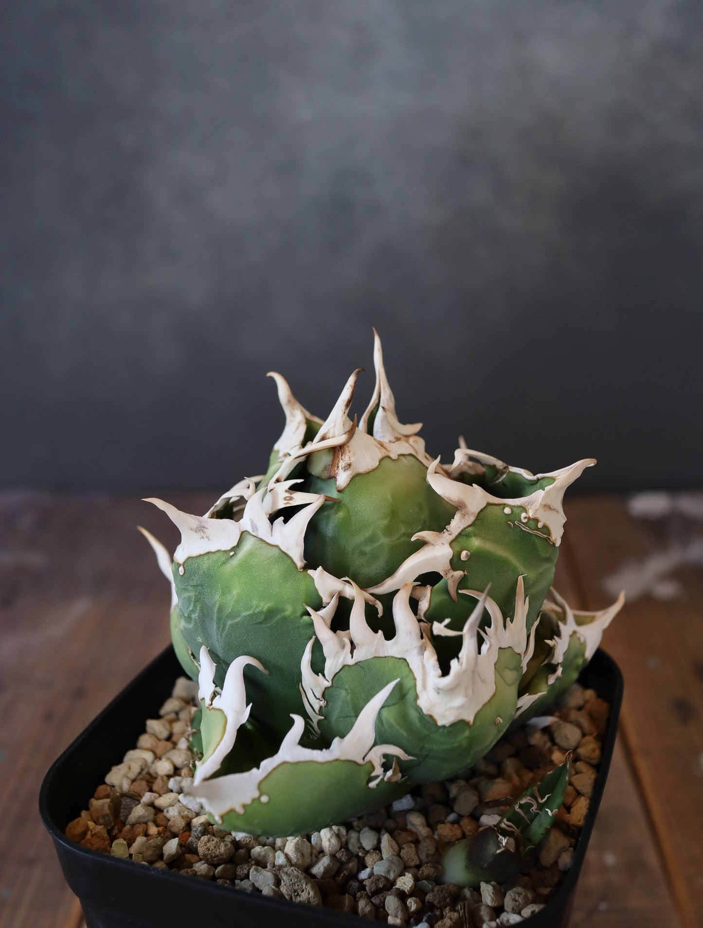 Agave titanota COK CG01  #001（子株販売）