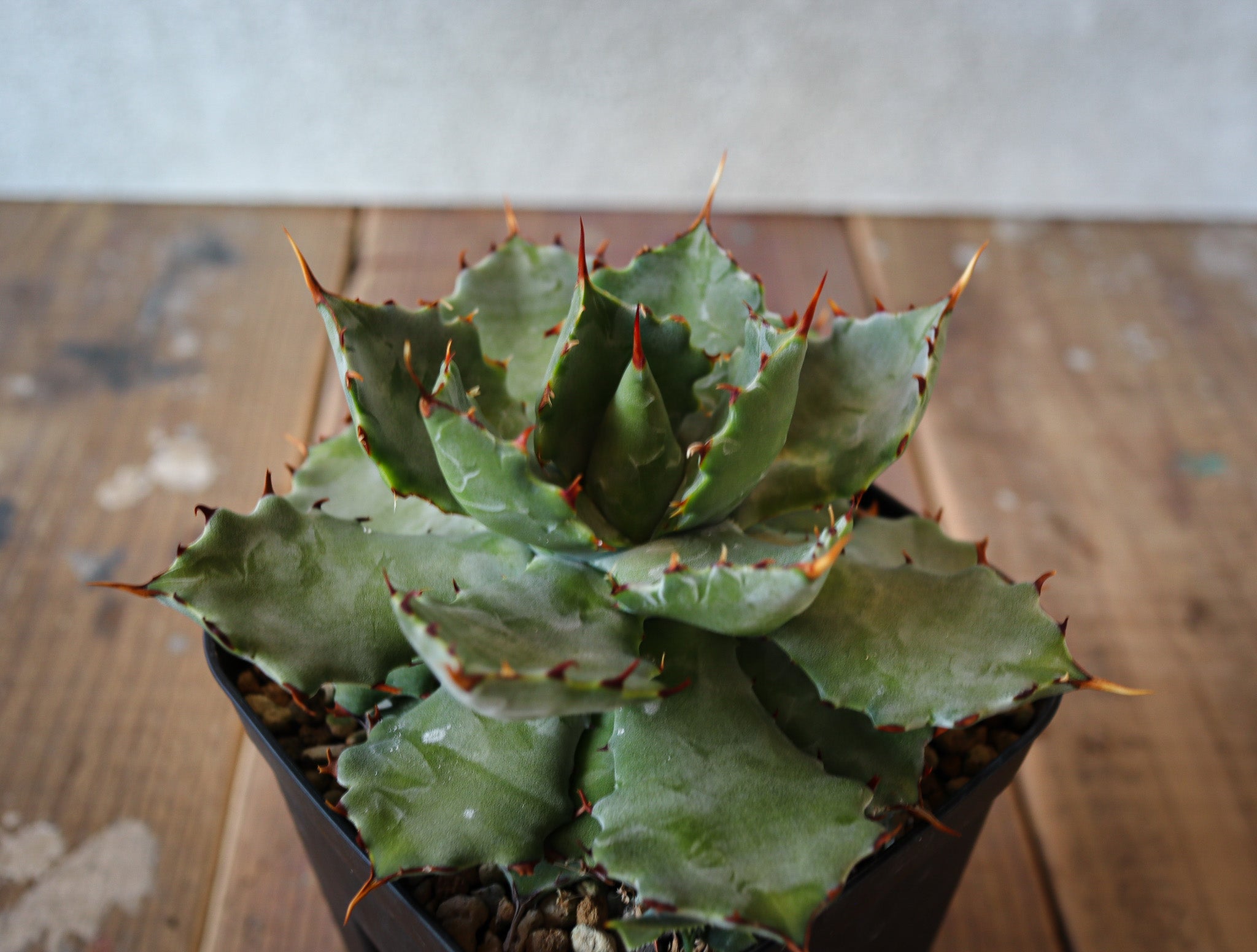 Agave isthmensis '蝦蟹' 008 – DELTA PLANTS