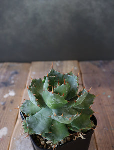 Agave isthmensis '蝦蟹' 007