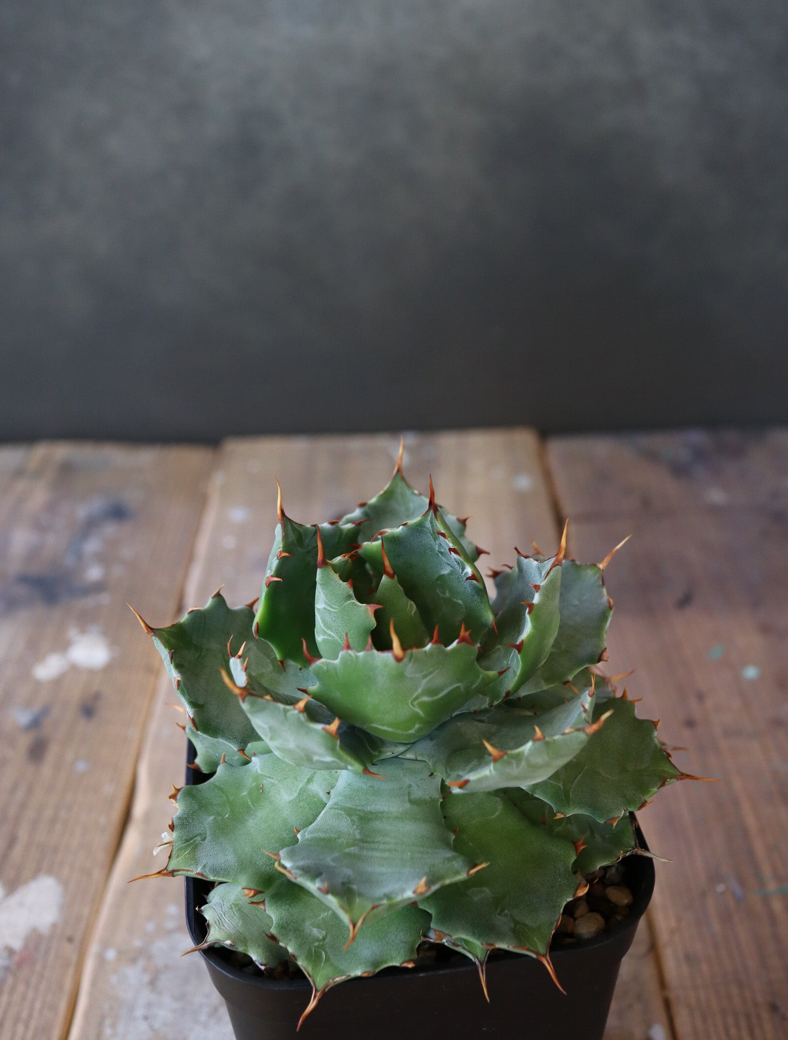 Agave isthmensis '蝦蟹' 007