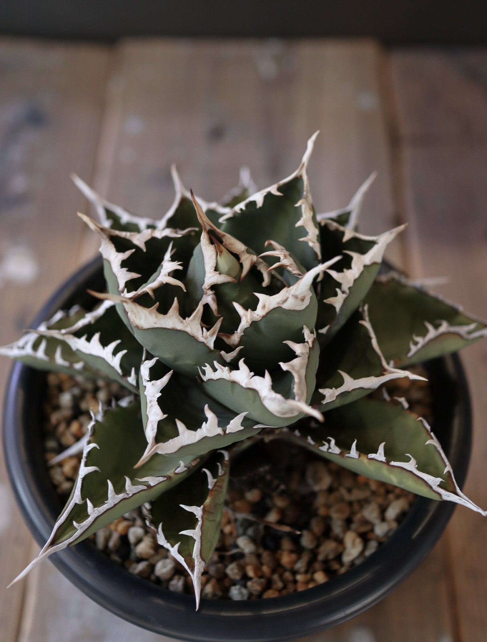 agave  titanota FO-76 特選株（子株販売）