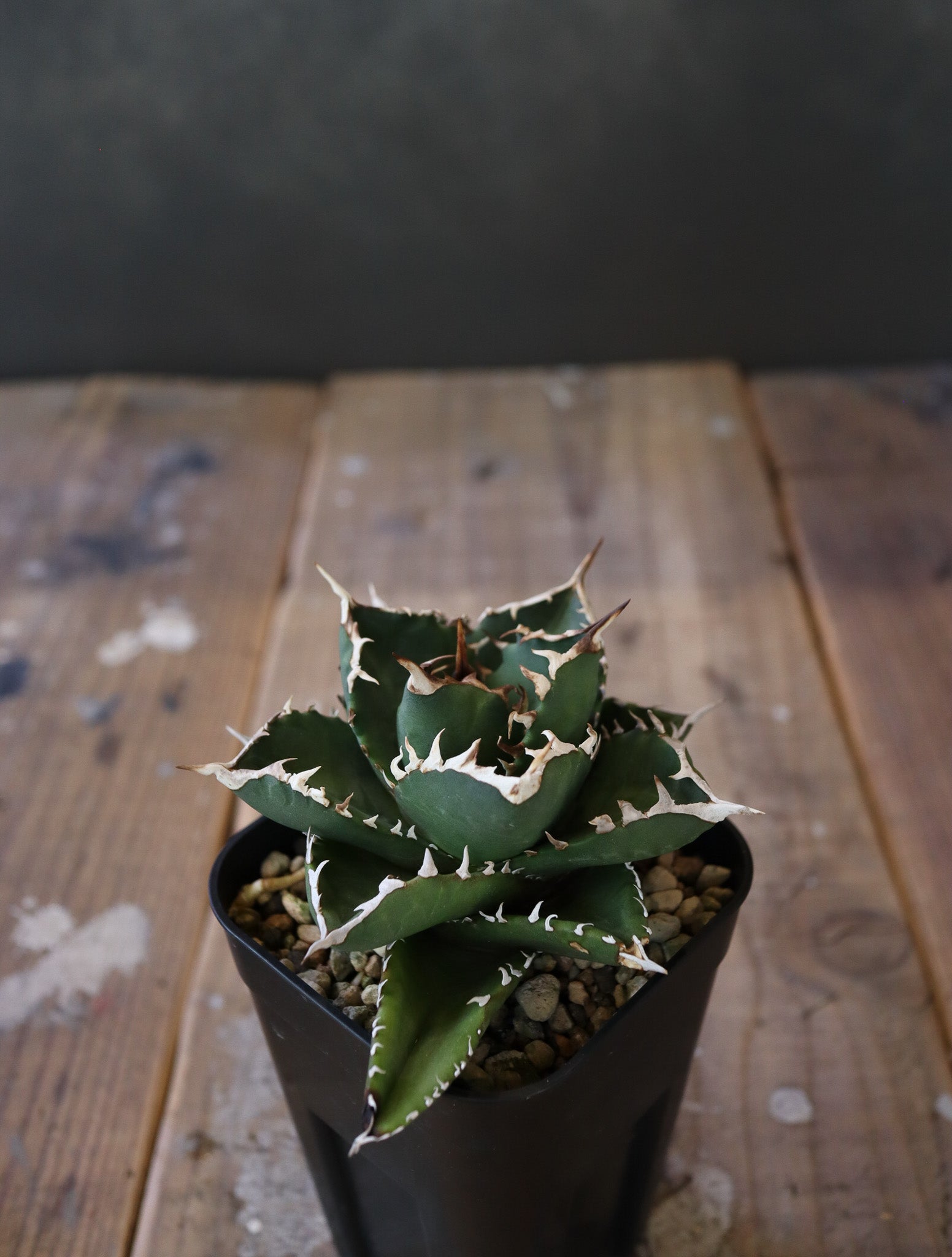 agave  titanota FO-76 特選株（子株販売）