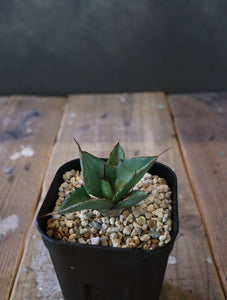 Agave titanota 'Hades' 010