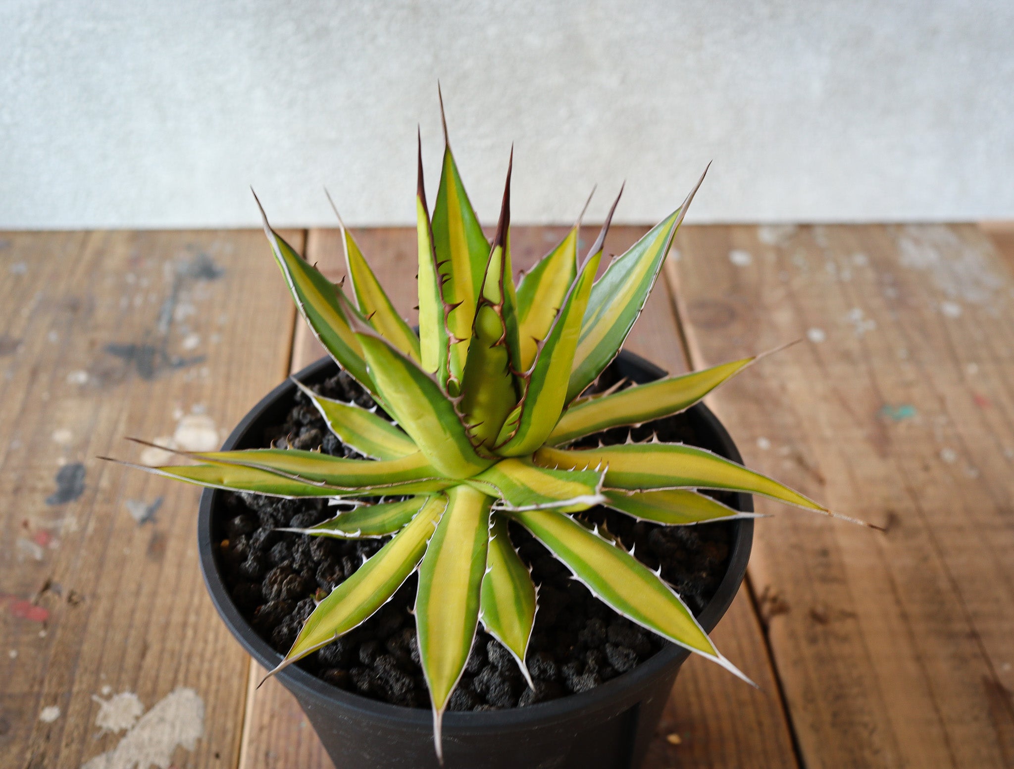 agave horrida 黄中斑 07 – DELTA PLANTS