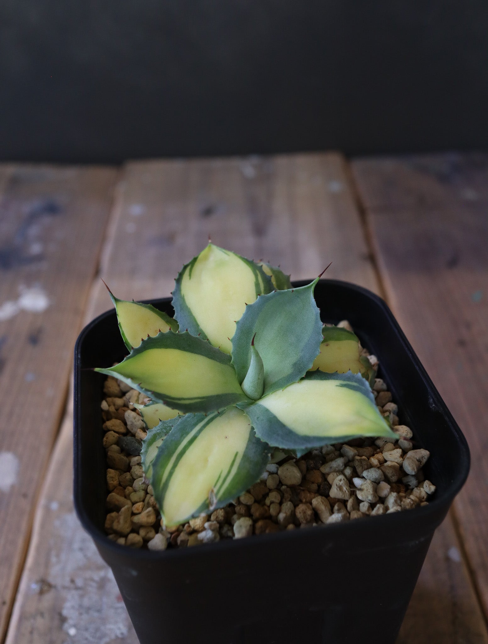 Agave ラムランナー – DELTA PLANTS