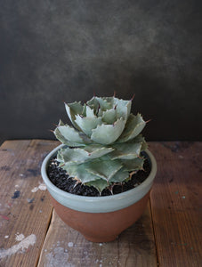 agave isthmensis 'Silver'白銀甲蟹  + 伝市鉢 'Gray Rim' 5号