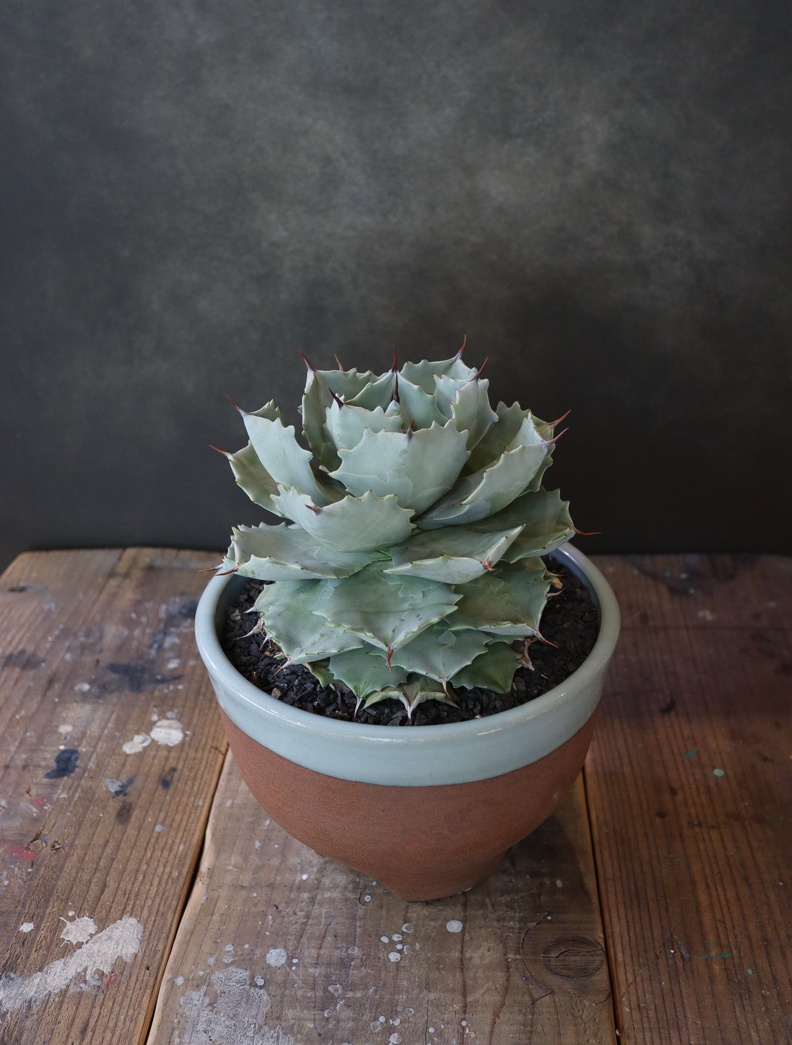 agave isthmensis 'Silver'白銀甲蟹  + 伝市鉢 'Gray Rim' 5号