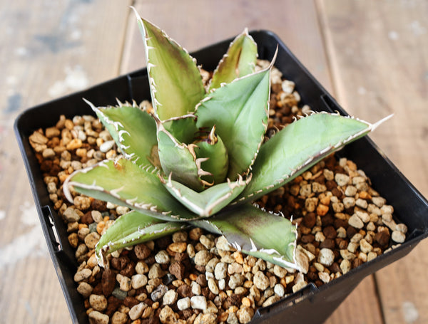 agave titanota '小島白刺' 裏棘 05 – DELTA PLANTS