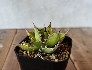 agave lophantha × titanota 'wide spine' 004 – DELTA PLANTS