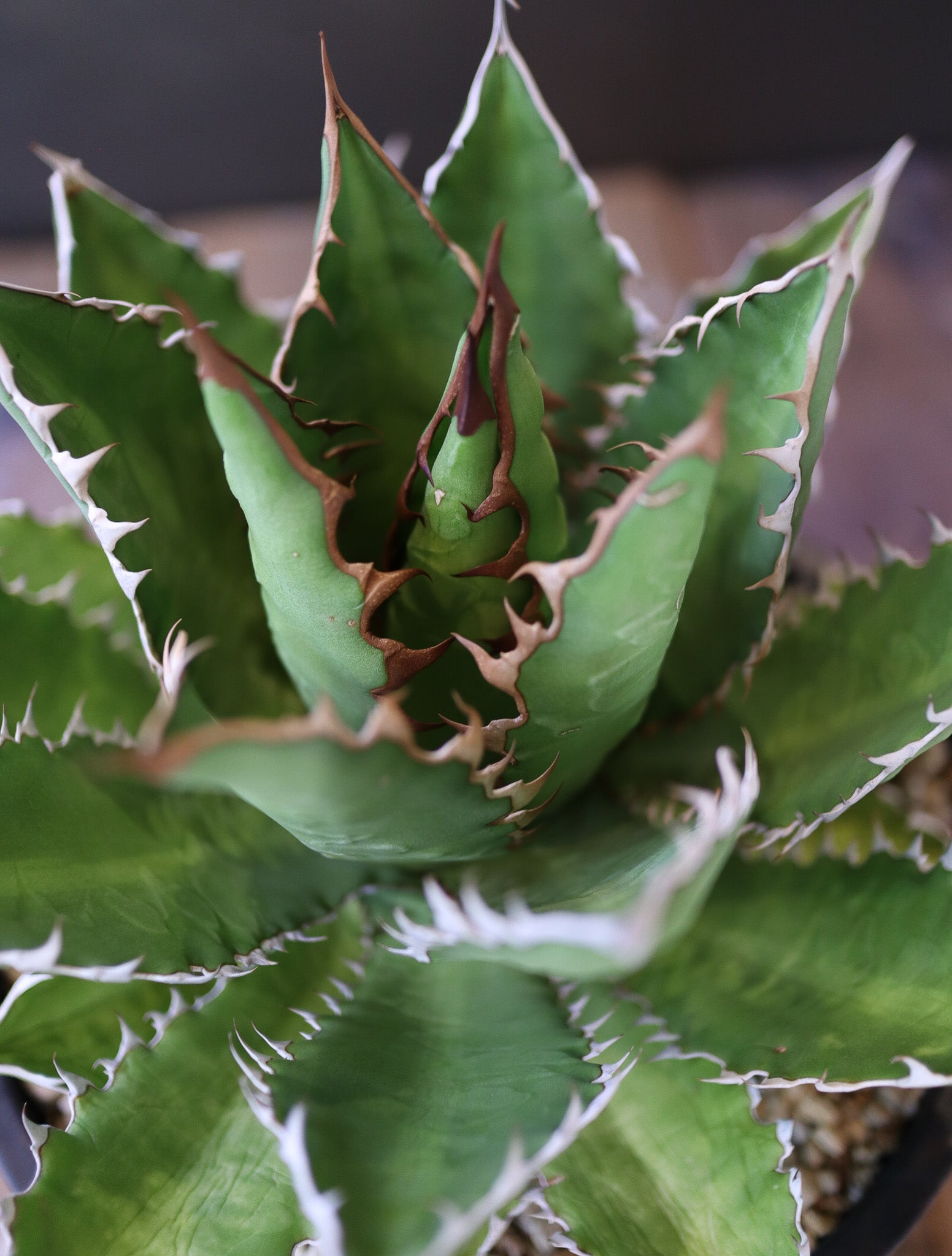 agave lophantha × titanota 'wide spine' （子株販売）