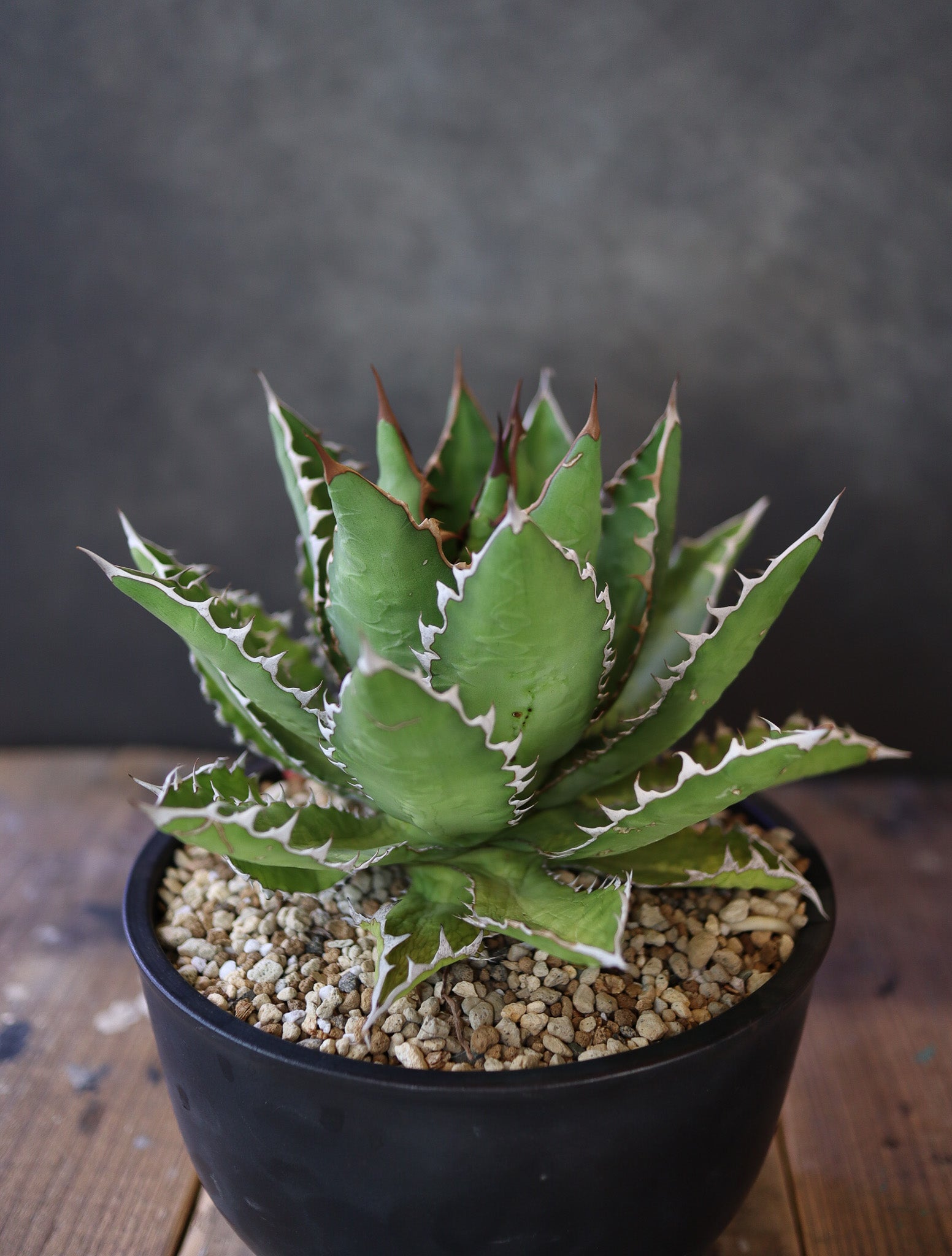 agave lophantha × titanota 'wide spine' （子株販売）