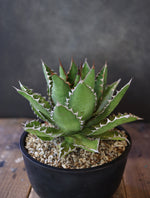 画像をギャラリービューアに読み込む, agave lophantha × titanota &#39;wide spine&#39; （子株販売）
