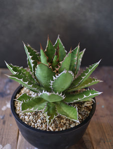 agave lophantha × titanota 'wide spine' （子株販売）