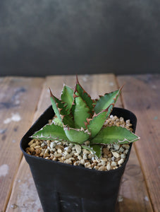 agave lophantha × titanota 'wide spine' （子株販売）