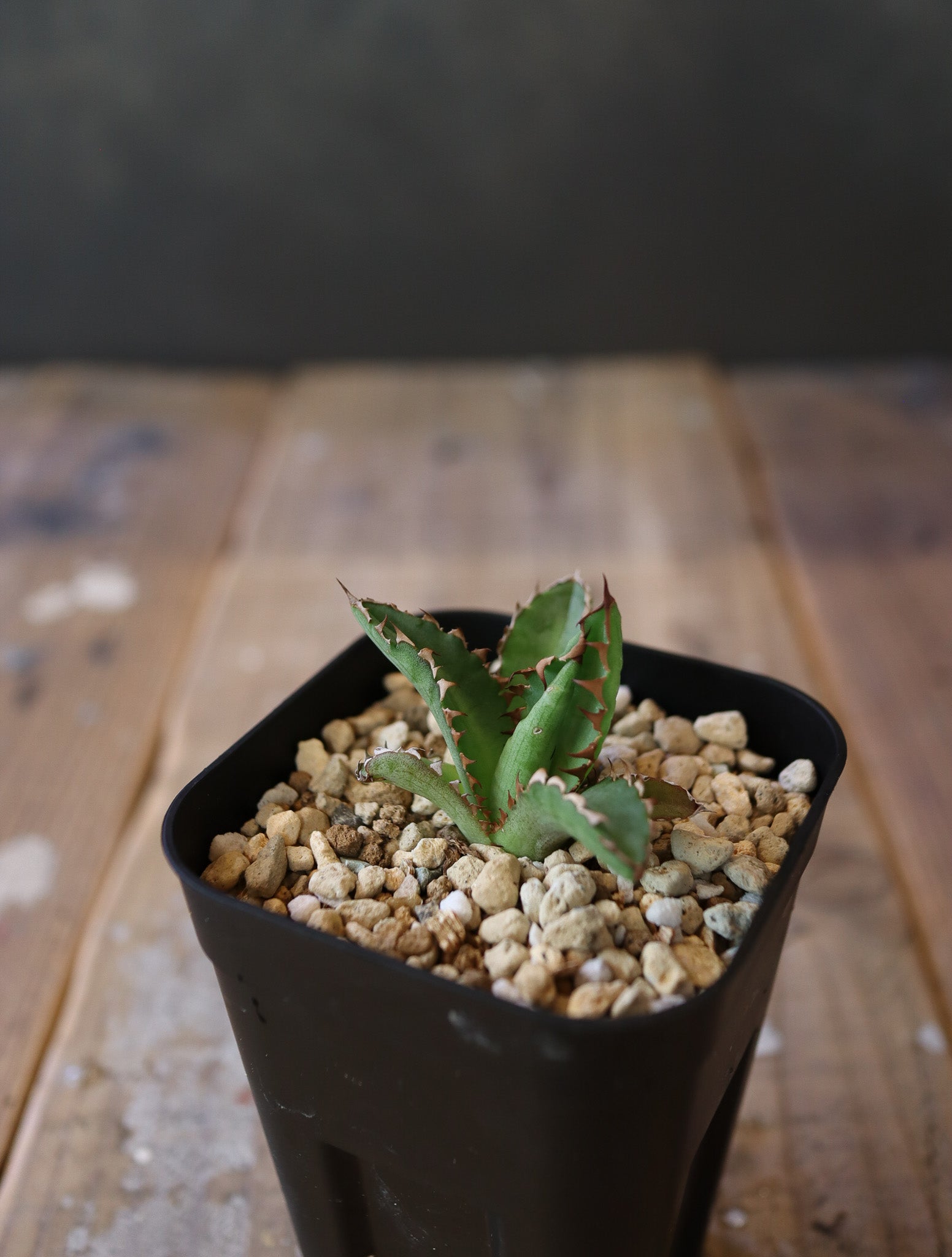 agave lophantha × titanota 'wide spine' （子株販売）